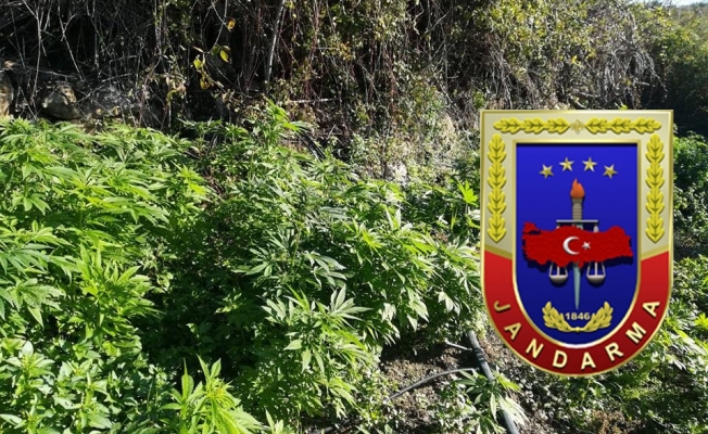 Alanya’da bin 240 kök hint keneviri ele geçirildi