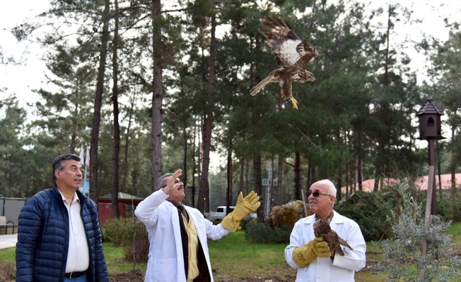 Tedavi edilen karga, baykuş ve 2 şahin doğaya salındı