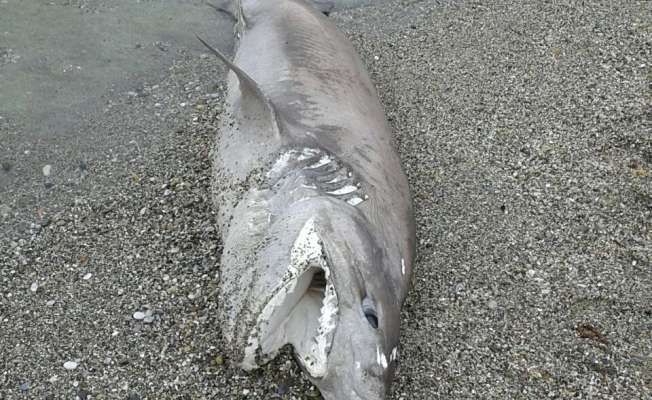 Alanya'da ölü köpek balığı kıyıya vurdu