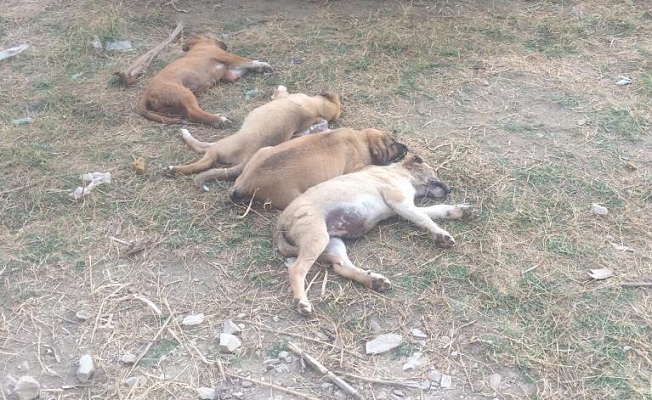 Alanya’da köpek katliamı