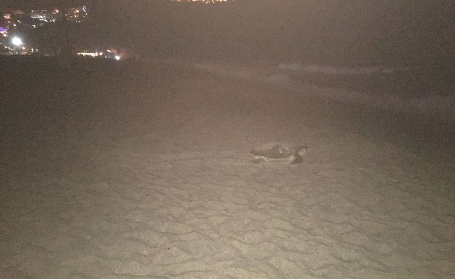 Caretta cerattalar yumurtalarını bıraktı