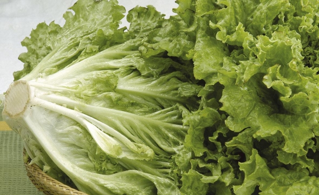 Maruldaki Koli Basili Yüzünden 1 Kişi Öldü