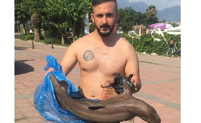 Alanya'da halk plajında köpek balığı paniği