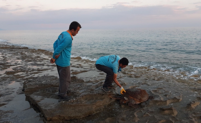 Alanya&#039;da ölü caretta caretta sahile vurdu