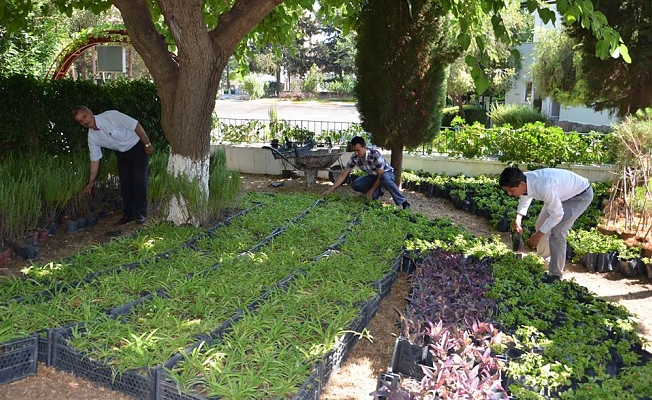Büyükşehir'den mezarlıklarda ücretsiz çiçek dağıtımı