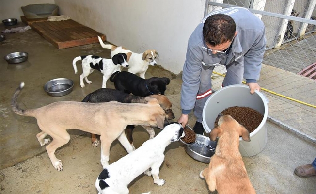 Hayvanlara dört dörtlük bakım!