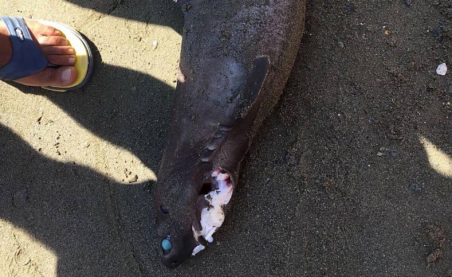 Sahilde köpek balığı paniği