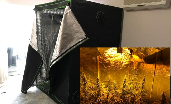 Alanya'da bir evden uyuşturucusu serası çıktı