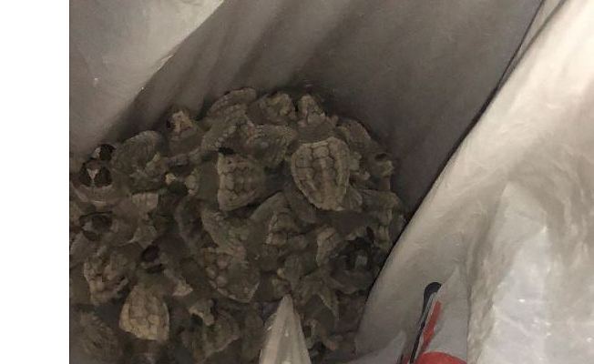 Caretta caretta yavruları denize ulaştırıldı