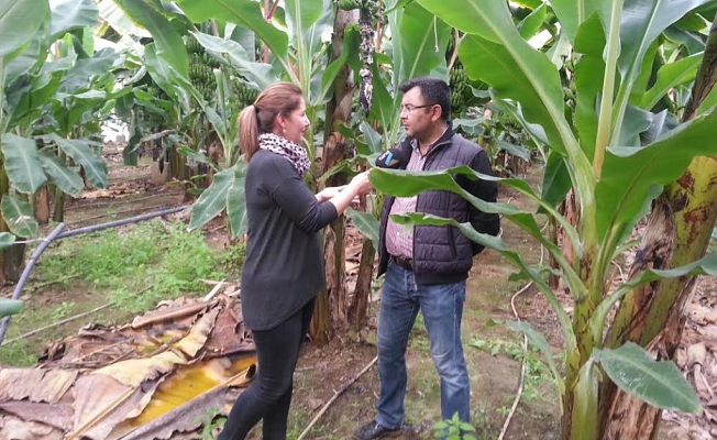 Alanya muzu için gelecekler