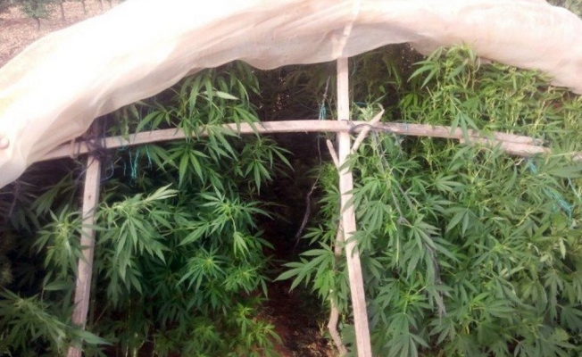 Baskında 925 kök Hint keneviri ele geçirildi