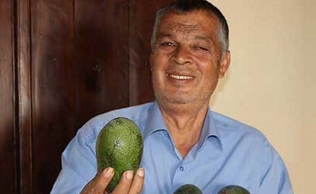 Enerji için avokado yiyin