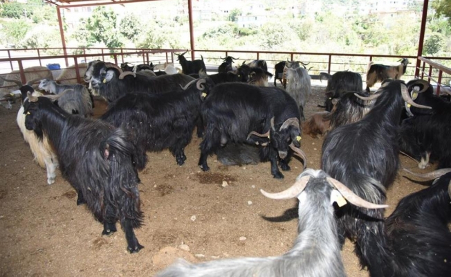 Kurbanlık satışları başladı