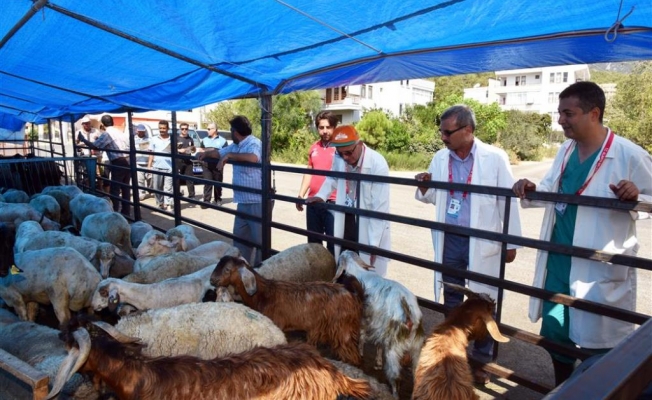 Kurbanlıklar burada satılacak