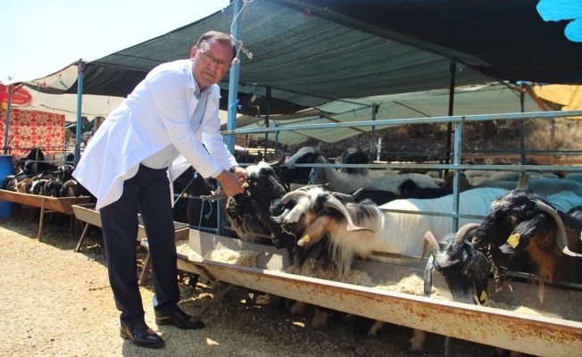 Kurbanlıklar denetlendi