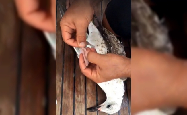 Oltaya takılan martıyı tekne kaptanı kurtardı