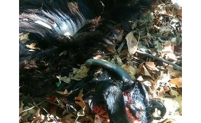 Gazipaşa'da aç kurtlar mahalleye saldırdı, 4 hayvanı telef etti