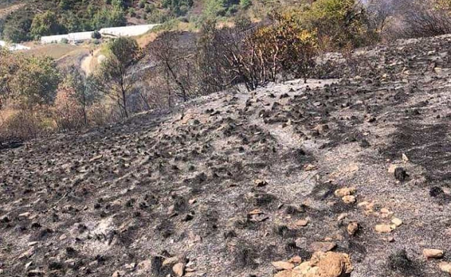 Toslak’ta orman yangını