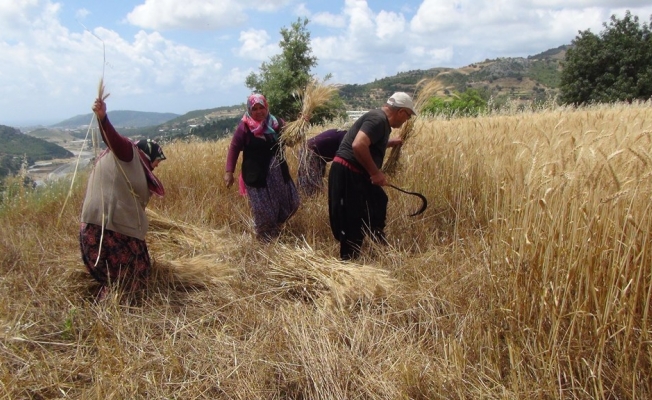 Türkiye'nin ilk buğday hasadı Gazipaşa’dan