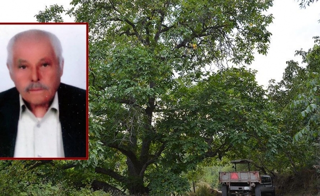Ceviz toplamak isterken ağaçtan düşen yaşlı adam öldü