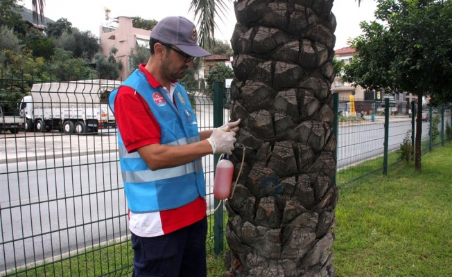 Alanya'da kırmızı palmiye böceğiyle mücadele ediliyor
