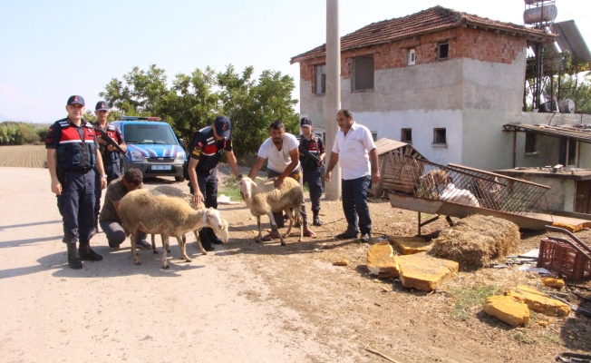 Hayvan hırsızları kaçamadı!