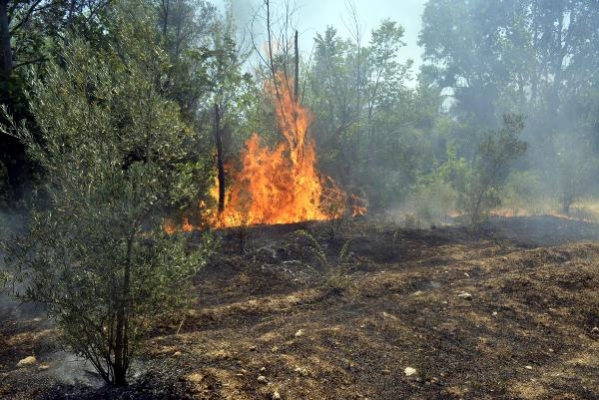 Alanya'da zeytin ve çam ağaçları yandı!