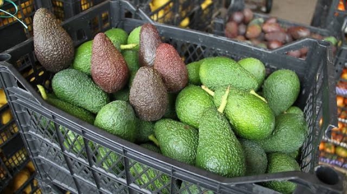 Alanya’da avokado hırsızı uygulamada yakalandı