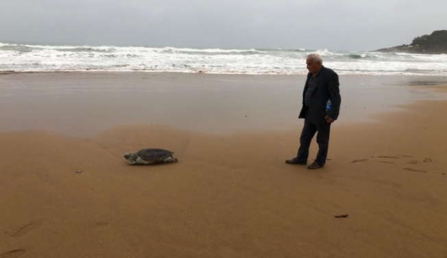 Alanya’da deniz kaplumbağası kıyıya vurdu