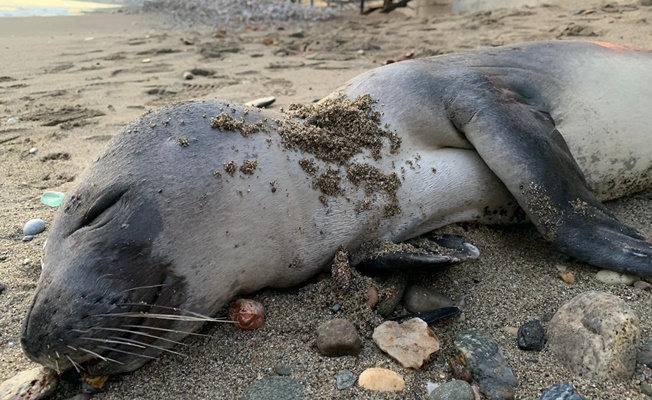 Alanya’da sahile ölü yavru Akdeniz foku vurdu