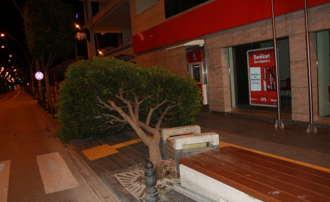Antalya'da fırtına ağacı kökünden söktü, taksilere zarar verdi