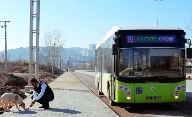 Halk otobüsü sürücüleri sokak hayvanlarını elleriyle besliyor