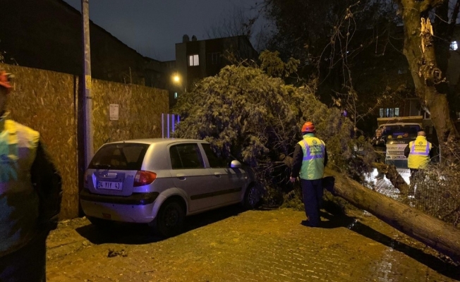 İstanbul’da fırtına ağaçları devirdi