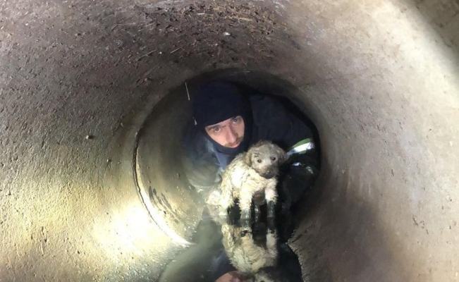 Yağmur kanalına sıkışan köpeği, itfaiye kurtardı