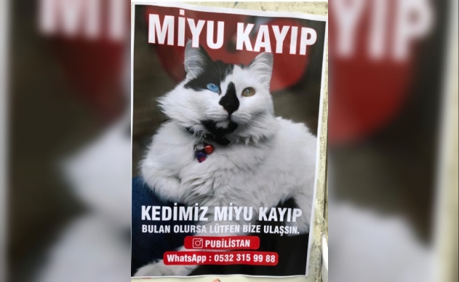 Alanya'da tatlı kedi 'Miyu' aranıyor
