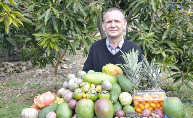 Alanya ve Gazipaşa'da tropikal meyveler yok satıyor