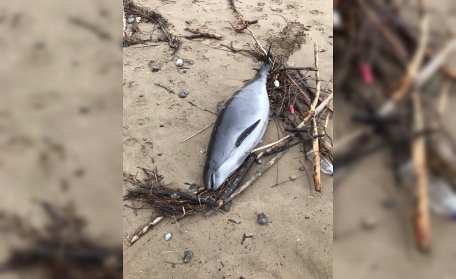 Ölü yunus balığı sahile vurdu