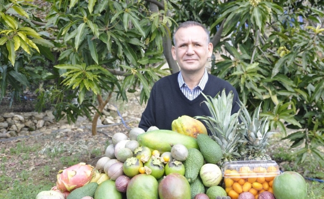 Tropikal meyveler yok satıyor