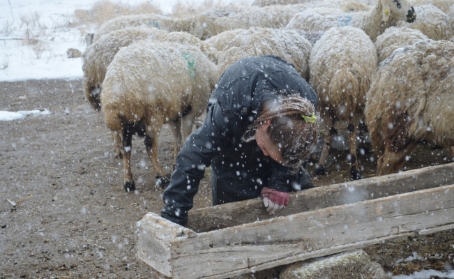Minik Kardelen, korona virüs tatilinde çobanlık yapıyor