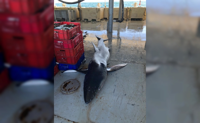 Balıkçıların ağına yarım tonluk köpek balığı takıldı