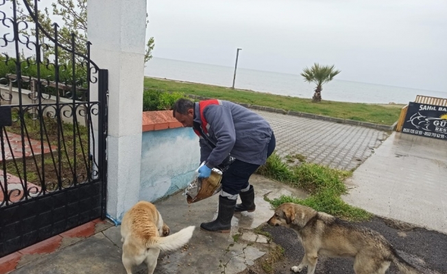Burhaniye’de Belediye sokak hayvanlarına sahip çıktı