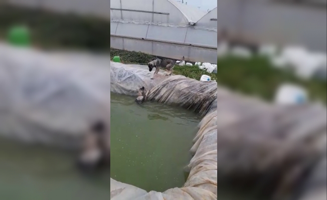 Havuza düşen kangal köpeğini, kardeşi kurtardı