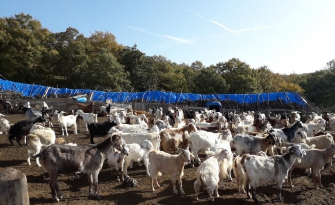 Kırklareli’de 4 milyon 72 bin TL koyun/keçi desteklemesi