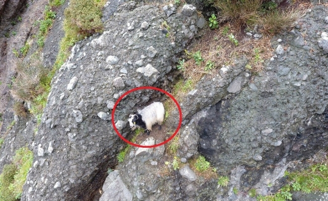 Mahsur kalan keçi uçurumdan düşerek telef oldu