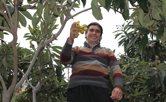 Türkiye’de ilk olarak o meyvenin hasadı Alanya’da başlandı