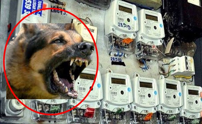Alanya’da elektrik sayacını okumak isterken köpeğin saldırısına uğradı!