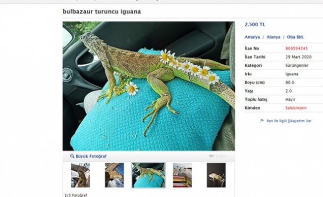 Alanya’da iguanayı satışa çıkardılar