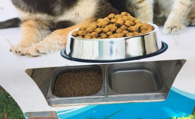 Alanya’da sokak hayvanlarına 80 yeni beslenme ünitesi