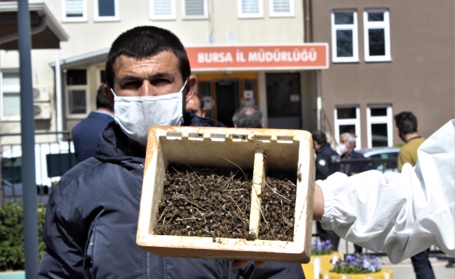 Binlerce arının şok eden ölümü...Ölen arılarıyla müdürlüğe geldiler
