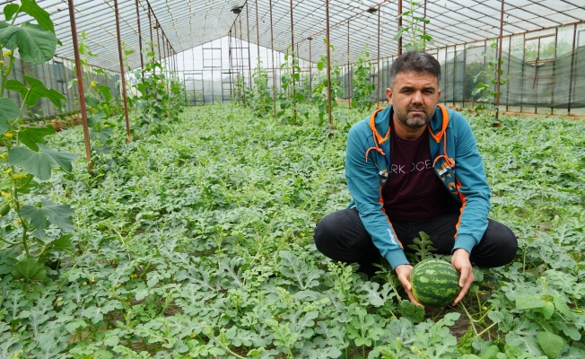Gazipaşa'da organik sera karpuzunda hasat heyecanı